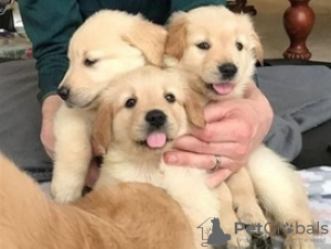 Photo №1. golden retriever - à vendre en ville de Berlin | négocié | Annonce №115947