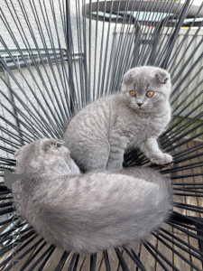 Photo №4. Je vais vendre scottish fold en ville de Kaisrslautern. annonce privée - prix - 350€