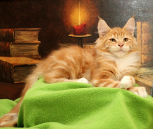 Photo №3. GRATUIT! Merveilleux chat NIGHTHUNTERS LONDON, comme un petit lionceau.. Fédération de Russie