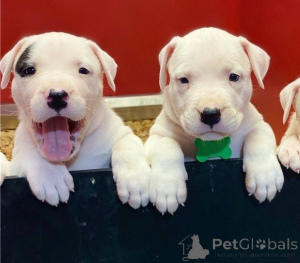 Photo №1. dogue argentin - à vendre en ville de Cochem | 350€ | Annonce №147592