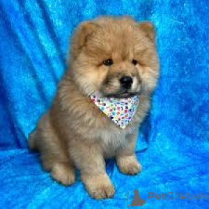 Photo №3. Chow Chow-puppy's te koop. Belgique