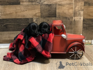 Photo №3. Chiots AKC Labs. La Grande-Bretagne