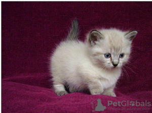 Photo №3. Chatons Munchkin. La Grande-Bretagne