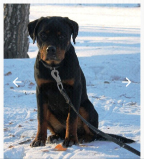 Photo №1. rottweiler - à vendre en ville de Kopeisk | 189€ | Annonce №5039