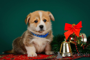 Photo №2 de l'annonce № 138075 de la vente  - acheter à Estonie de la fourrière