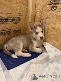Photo №1. husky de sibérie - à vendre en ville de Berne | 250€ | Annonce №155205