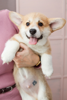 Photo №1. welsh corgi - à vendre en ville de Samara | 547€ | Annonce №5583