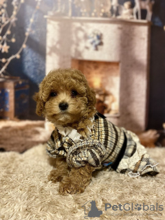 Photo №2 de l'annonce № 130676 de la vente maltipu - acheter à Allemagne annonce privée, de la fourrière, éleveur