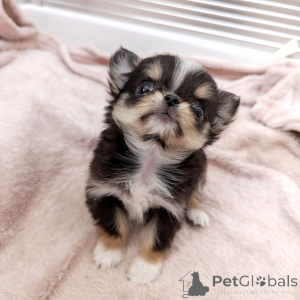 Photo №4. Je vais vendre chihuahua en ville de Helsinki. annonce privée, de l'abri - prix - 500€