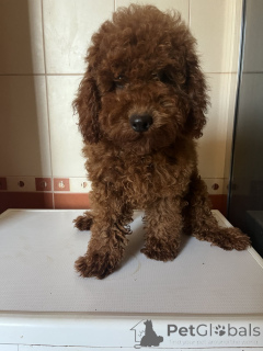 Photo №4. Je vais vendre caniche (jouet) en ville de Kiev. annonce privée, de la fourrière, éleveur - prix - 1600€