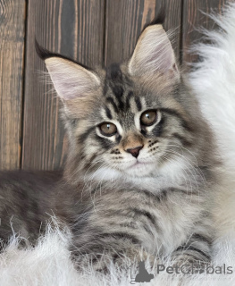 Photo №1. maine coon - à vendre en ville de Bellaire | 533€ | Annonce № 161778