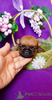 Photo №1. petit brabançon - à vendre en ville de Rivière moscou | 431€ | Annonce №165853