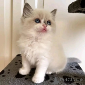 Photo №1. ragdoll - à vendre en ville de Monaco | négocié | Annonce № 156963