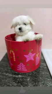 Photo №3. TEACUP-Malteser-Welpen Sind Bereit Zur Adoption. Allemagne
