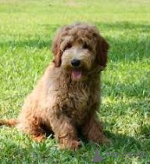 Photo №3. Boutique Prachtige Labradoodle-puppy. Belgique