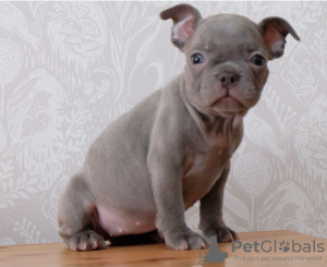 Photos supplémentaires: Des chiots bouledogue français dressés en bonne santé sont maintenant