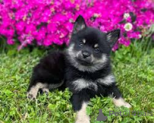 Photo №1. vallhund suédois - à vendre en ville de Helsinki | 700€ | Annonce №169378