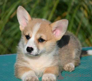 Photo №1. welsh corgi - à vendre en ville de Valeovo | négocié | Annonce №155405