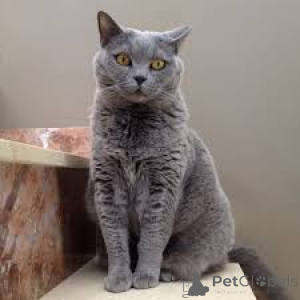 Photo №1. british shorthair - à vendre en ville de Berlin | négocié | Annonce № 159395