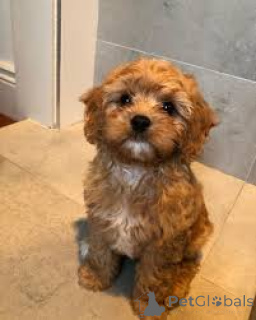 Photo №3. Chiots Cavapoo à vendre. Belgique