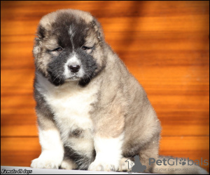 Photos supplémentaires: Chiots berger du Caucase