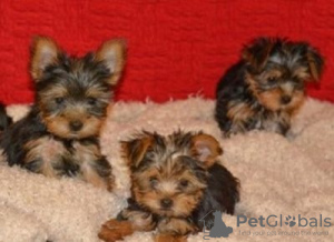 Photo №2 de l'annonce № 121057 de la vente yorkshire terrier - acheter à Allemagne éleveur