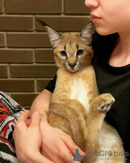 Photos supplémentaires: caracal and caracat kitten available