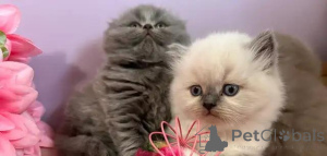 Photo №1. scottish fold - à vendre en ville de Badenheim | Gratuit | Annonce № 176007