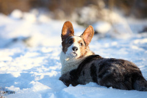 Photo №2 de l'annonce № 5291 de la vente welsh corgi - acheter à Fédération de Russie de la fourrière