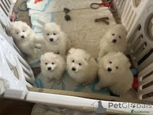 Photo №1. samoyède - à vendre en ville de Madrid | 700€ | Annonce №166008