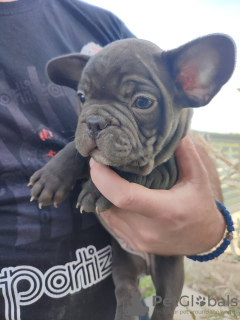 Photo №2 de l'annonce № 20038 de la vente bouledogue - acheter à Fédération de Russie de la fourrière