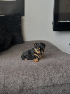 Photo №3. Chiot Yorkie disponible à l'adoption. Grèce