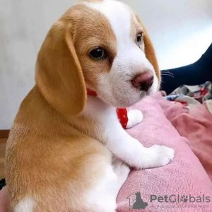 Photo №3. Beaux chiots beagle. Allemagne