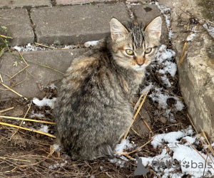 Photo №3. Deux adorables chatons recherchent un foyer.. Fédération de Russie