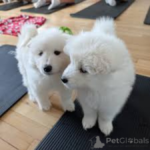 Photo №2 de l'annonce № 166008 de la vente samoyède - acheter à Espagne annonce privée, éleveur