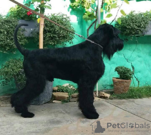 Photo №1. schnauzer géant - à vendre en ville de Belgrade | négocié | Annonce №70556