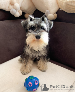 Photo №4. Je vais vendre schnauzer miniature en ville de Benidorm. éleveur - prix - 500€