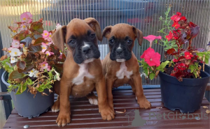 Photo №1. boxer - à vendre en ville de Copenvague | 350€ | Annonce №155433