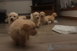 Photo №4. Je vais vendre golden retriever en ville de Berlin. annonce privée - prix - 350€