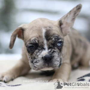 Photo №3. Beau chiot bouledogue français VIP Merle blanc beige. Pays Bas