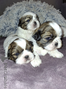 Photo №2 de l'annonce № 165360 de la vente lhassa apso, maltipu, spitz nain, caniche (jouet), shih tzu - acheter à Suède de la fourrière, éleveur