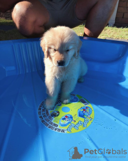 Photo №1. golden retriever - à vendre en ville de Trier | Gratuit | Annonce №105442