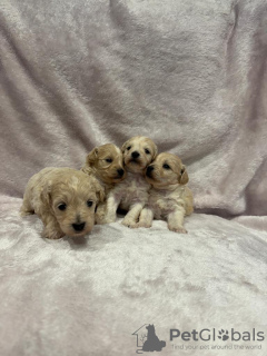 Photos supplémentaires: Chiot Maltipoo