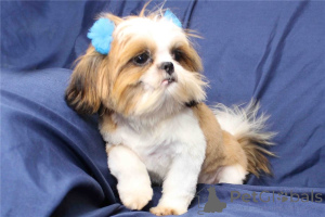 Photo №1. shih tzu - à vendre en ville de Unité régionale du nord de l'Athènes | négocié | Annonce №170475