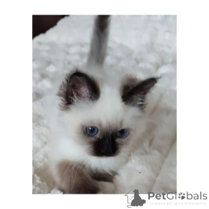 Photo №1. bengal - à vendre en ville de Burg | 350€ | Annonce № 176679