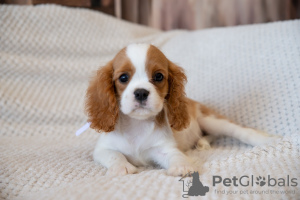 Photos supplémentaires: Chiots Cavalier King Charles Spaniel