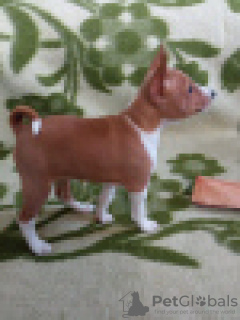 Photo №2 de l'annonce № 41017 de la vente basenji - acheter à La Lettonie éleveur