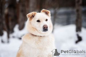 Photo №2 de l'annonce № 49545 de la vente chien bâtard - acheter à Fédération de Russie annonce privée