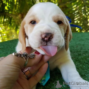 Photo №3. Deux magnifiques chiots beagle à vendre. Allemagne