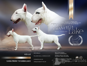Photo №1. bull terrier - à vendre en ville de Bachka-palanka | négocié | Annonce №166389